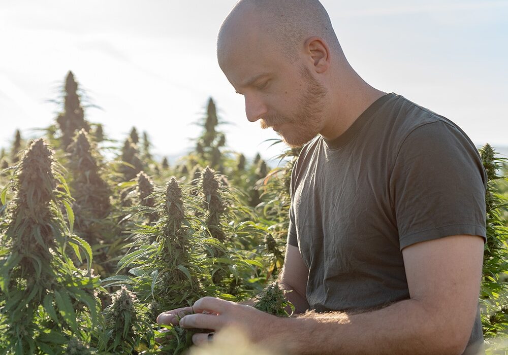 Sensory science observations in the hemp field